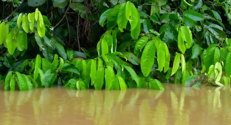 2023 08 26 Kinabatangan River vegetation 5094-2