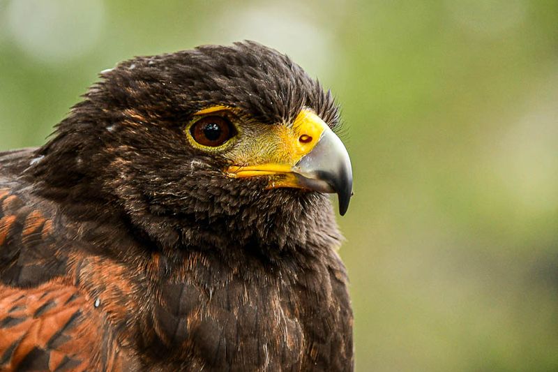 Center for Birds of Prey
