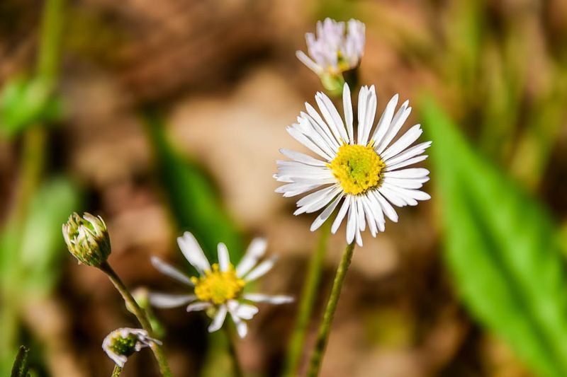 2025 04 13 Aster 1109