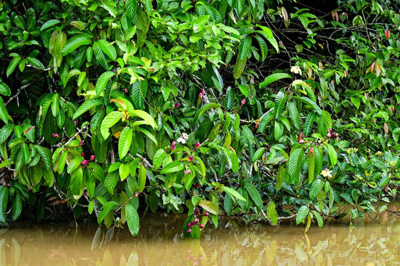 2023 08 26 Kinabatangan River vegetation 5098