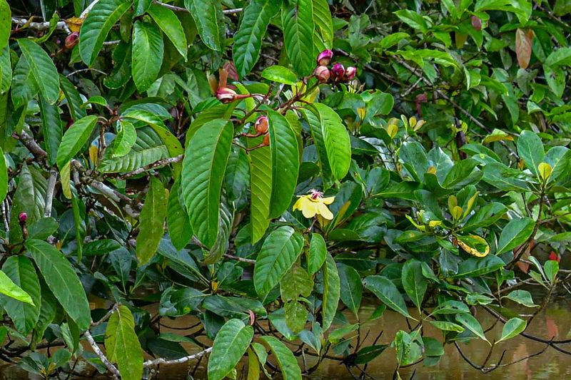 2023 08 26 Kinabatangan River vegetation 5098-2