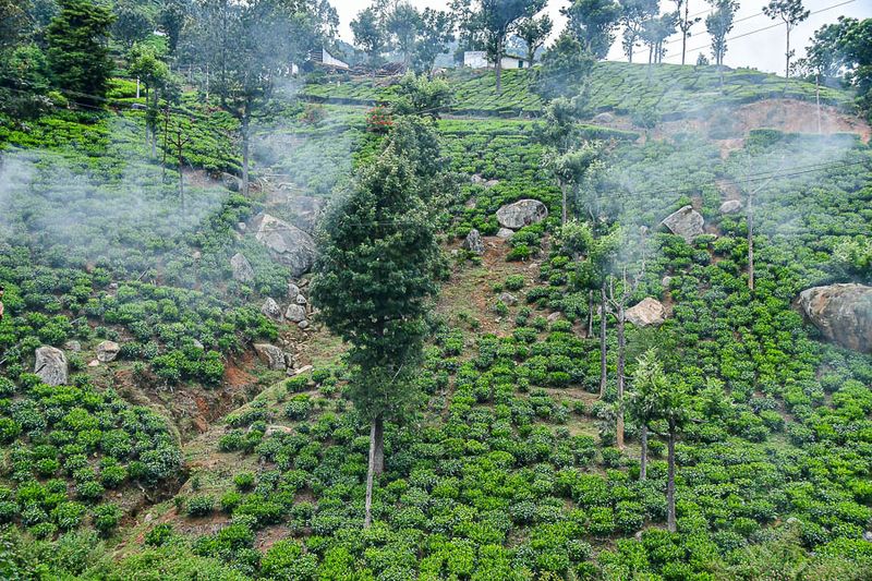 09 05 Misty tea plantation India-2-22921