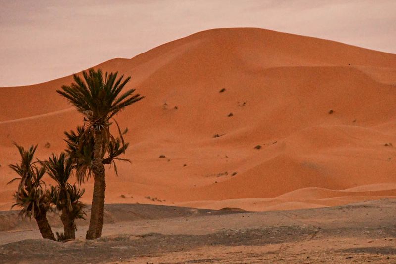 2019 04 03 Morning dune Moroc-4523