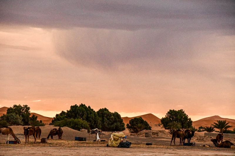 2019 04 03 Morning virga over the camel lot Moroc-4536