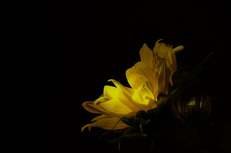Flowers & Botanicals