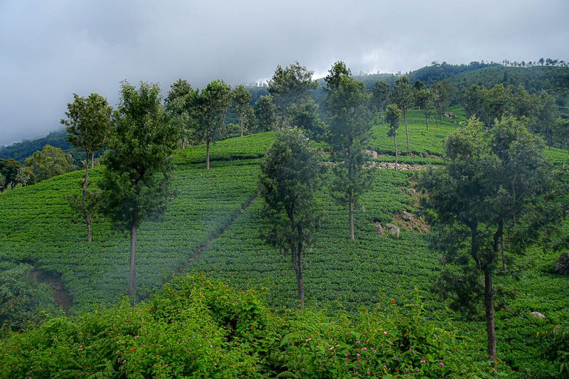 09 05 Hill-side tea plantation India-2-2933