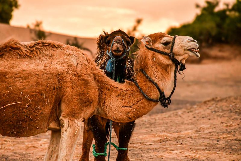 Erg Chebbi