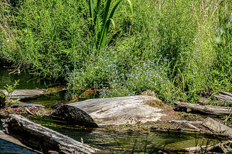 2024 07 19 Water Forget-me-nots on the Deschutes above Benham Falls 7985
