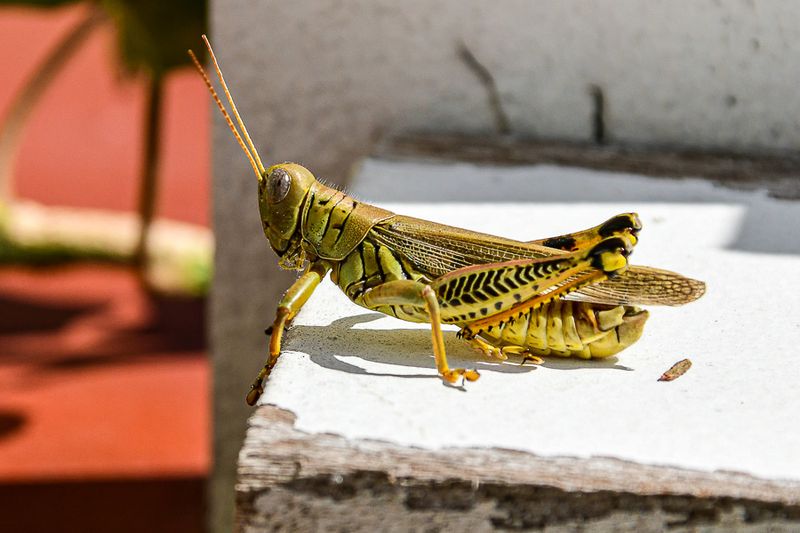 Grasshoppers and crickets - The Orthoptera