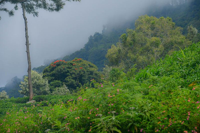 09 05 Misty hillside India-2-2935