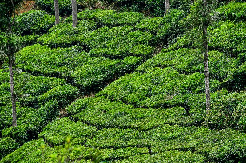 On the Nilgiri Mountain Railway - Tamil Nadu