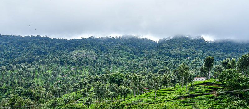 09 05 Low-hanging clouds over a tea plantation India-2-2948