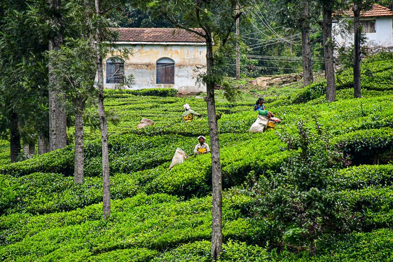 09 05 Workers picking tea leaves India-2-2949