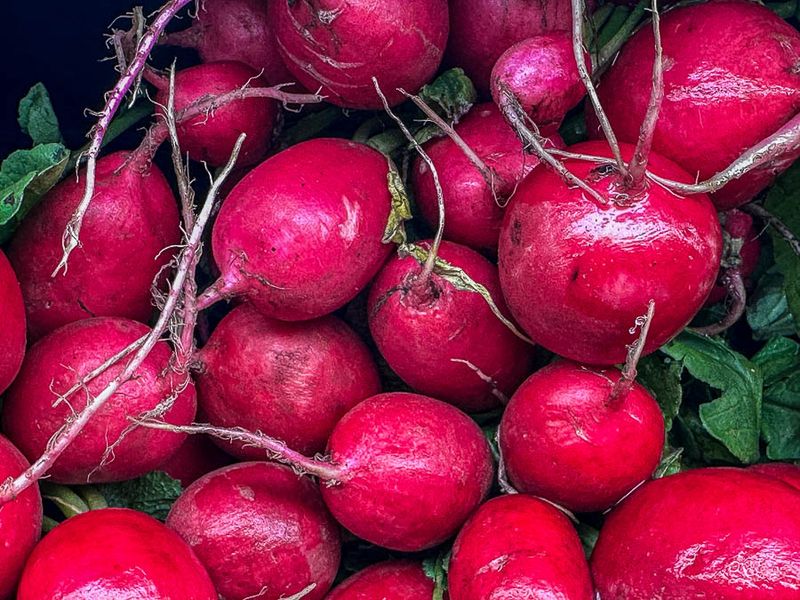 2025 05 11 Radishes i3867