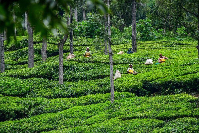 09 05 Picking tea leaves India-2-2957