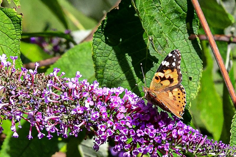 09 04 American lady butterfly 9499
