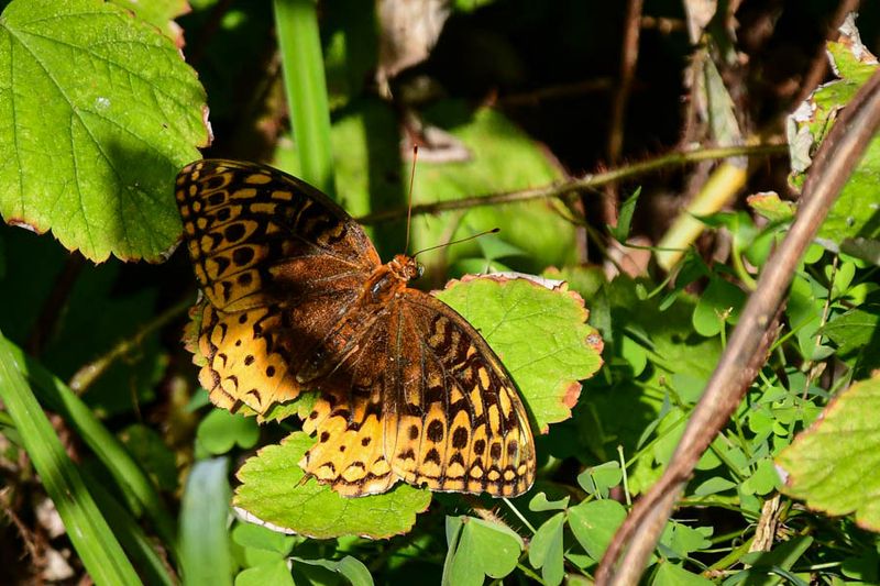 09 04 Great spangled frittilary 9510
