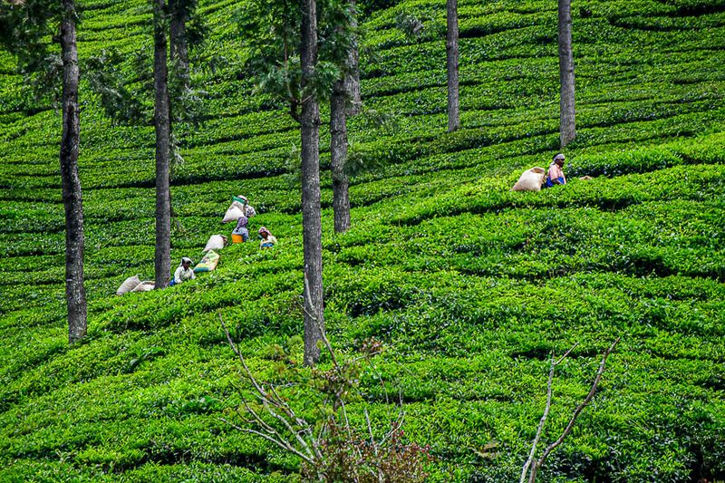 09 05 Picking tea leaves India-2-2967