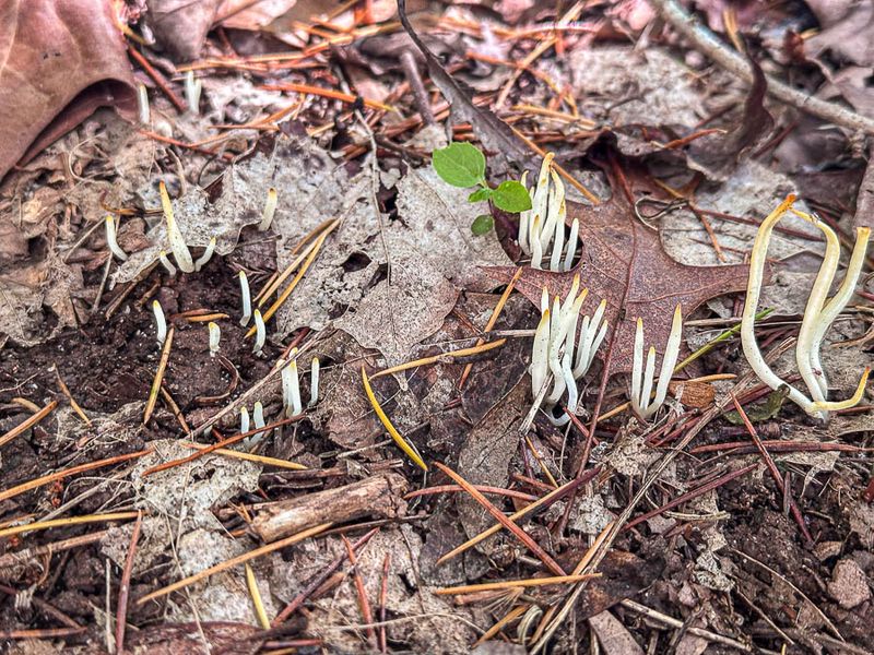 2025 05 20 Fairy fingers i3998