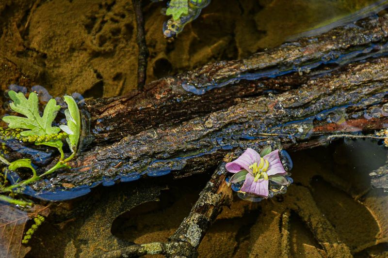 2025 04 13 Catesby's trillium 1133
