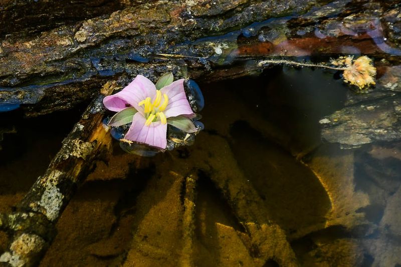 Flowers in the Wild