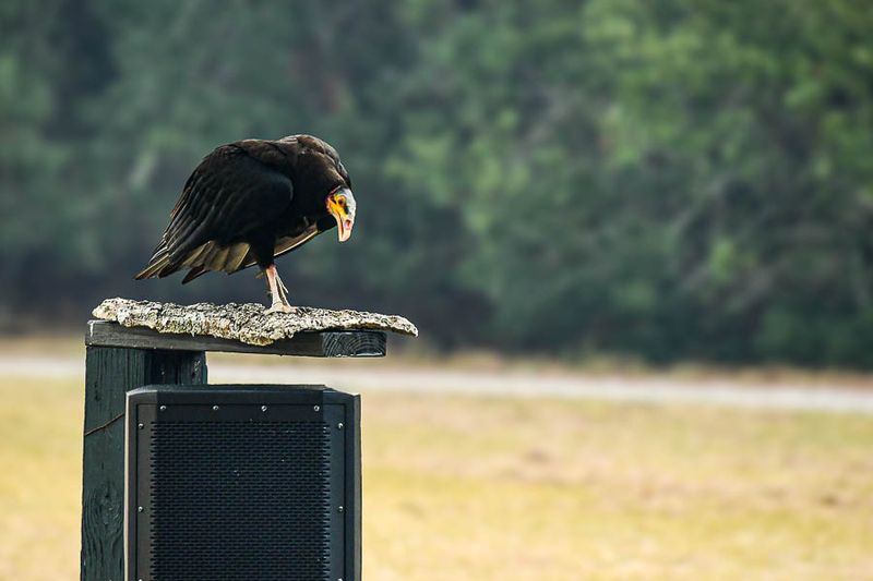 2025 03 13 nnn vulture 0752