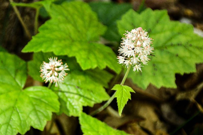 2025 04 13 Foamflower 1205-1