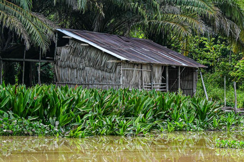2023 08 26 Kinabatangan River tributary 5147