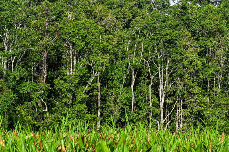 2023 08 26 Kinabatangan River tributary 5148