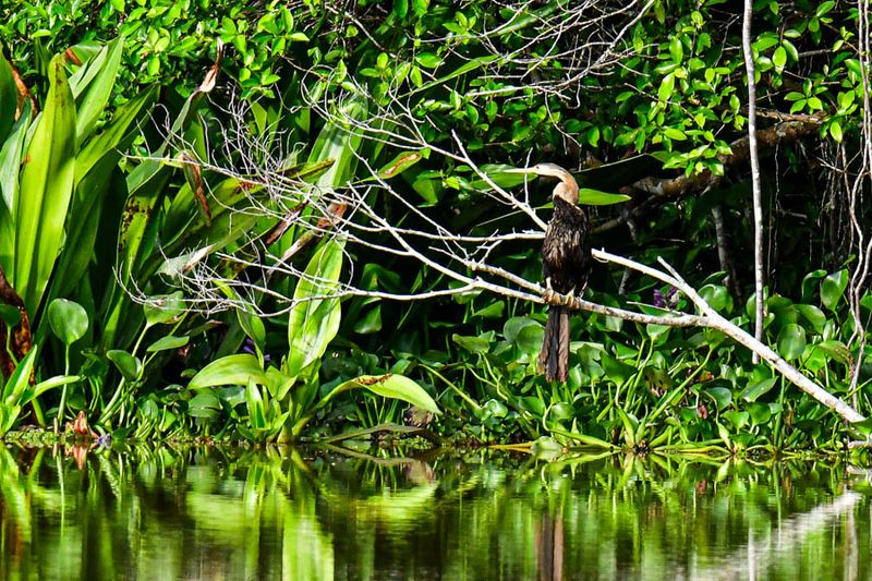 2023 08 26 Anhinga on Kinabatangan River tributary 5153