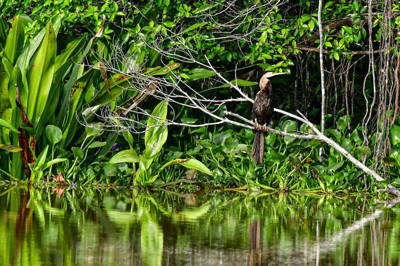 Abai - Abai Jungle Lodge