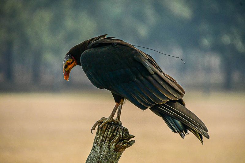 2025 03 13 nnn vulture 0764