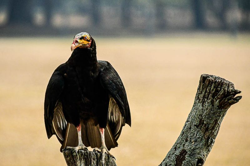 2025 03 13 nnn vulture 0769