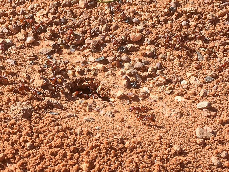 Ants - Formicidae