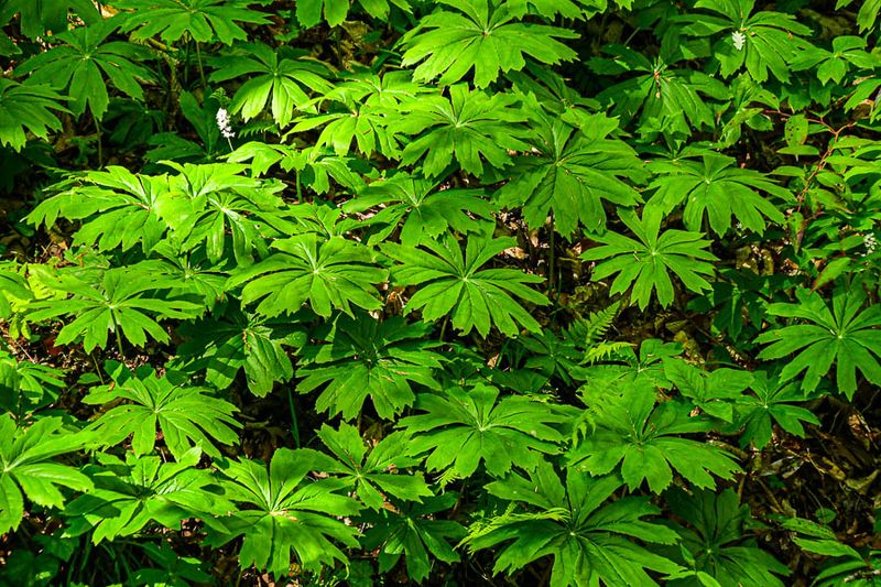 2025 04 13 Mayapples 1236-1