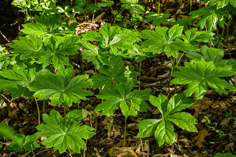 2025 04 13 Mayapples 1177