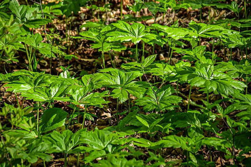 2025 04 13 Mayapples 1178
