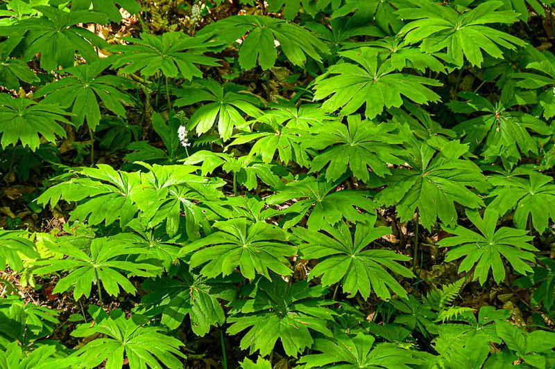 2025 04 13 Mayapples 1235-1