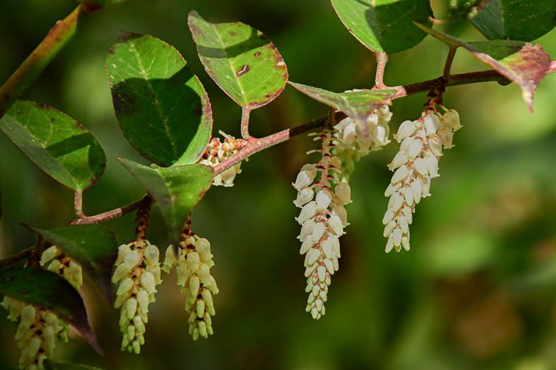 2025 04 13 'Leucothoe' 1180-Edit