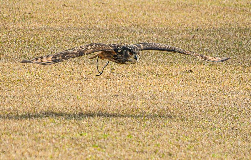 2025 03 13 nnn owl 0780