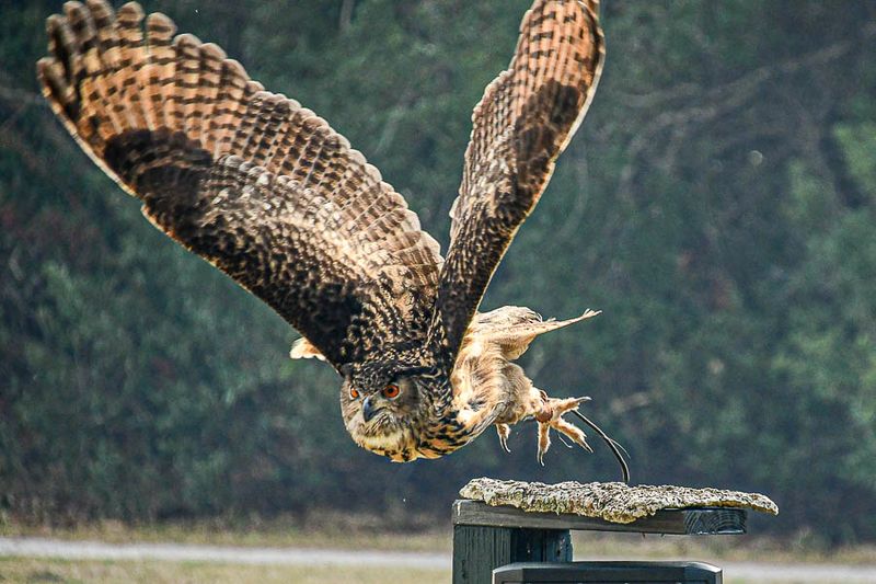 2025 03 13  Eurasian eagle-owl 0784