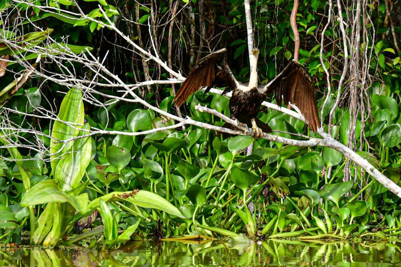 2023 08 26 Anhinga on Kinabatangan River tributary 5161