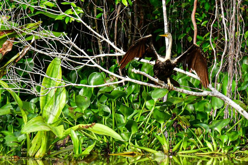 2023 08 26 Anhinga on Kinabatangan River tributary 5162