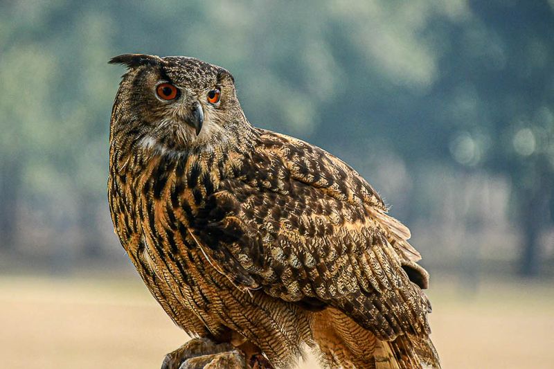 2025 03 13  Eurasian eagle-owl 0788