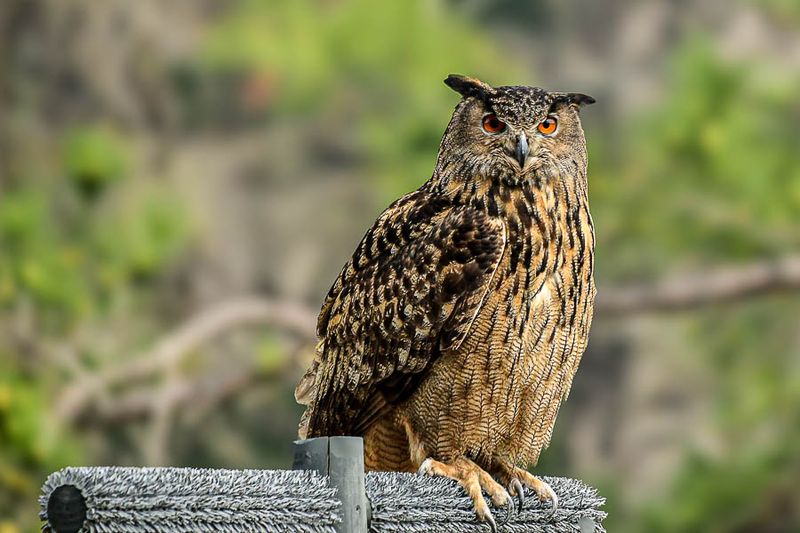 2025 03 13  Eurasian eagle-owl 0796