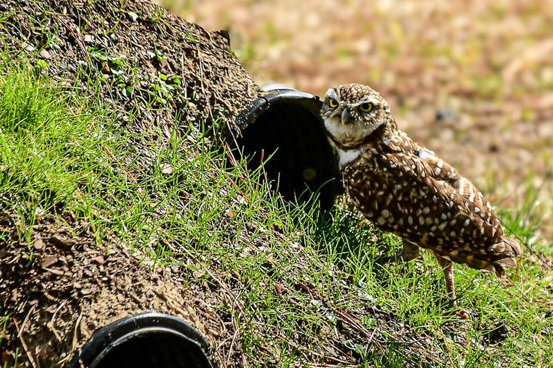 2025 03 13 Burrowing owl 0799