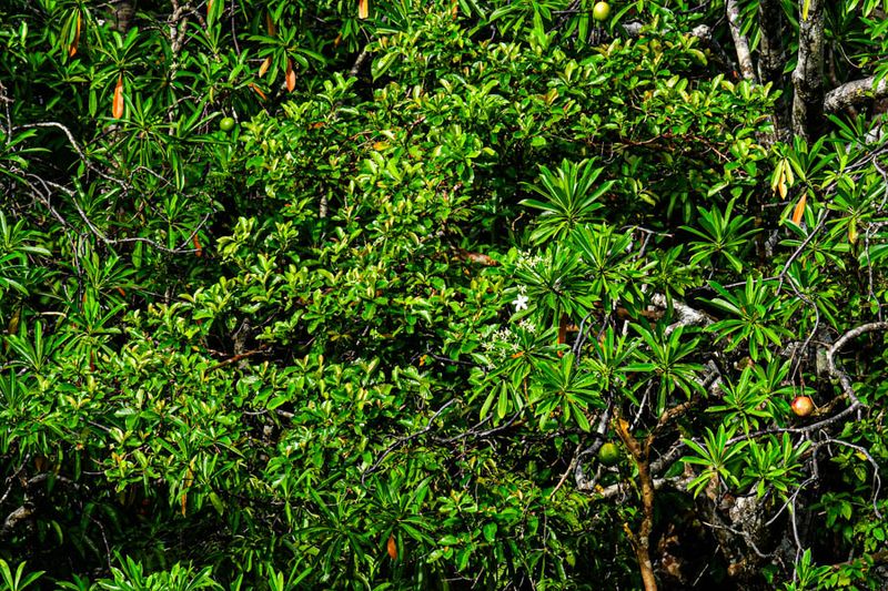 2023 08 26 Kinabatangan River tributary 5166