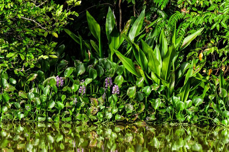 Abai - Abai Jungle Lodge