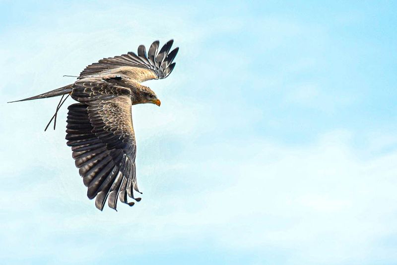 Center for Birds of Prey