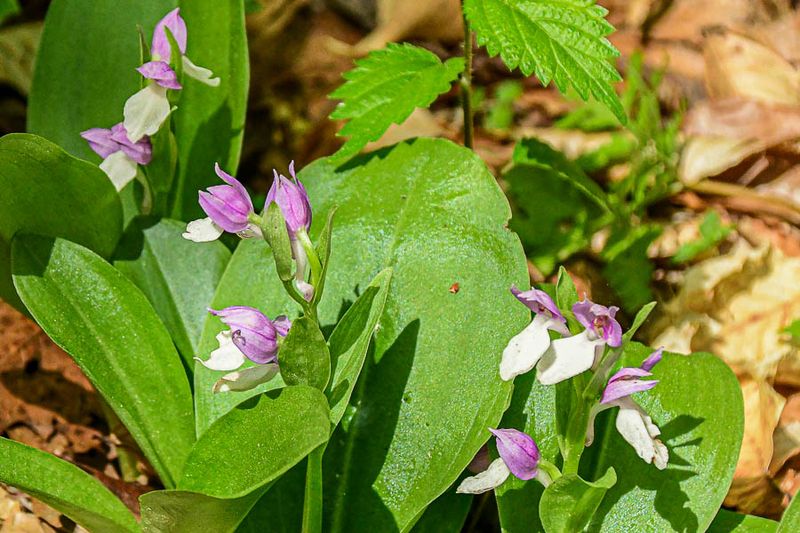 2025 04 13 Showy orchis 1269